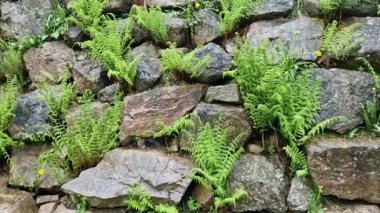 Ormandaki moloz yamaçlar arasında küçük çağlayanlarla, şelalelerle, eğreltiotlarıyla, kaya yığınlarıyla dolu bir dere bulunan yosunlarla kaplanmış.