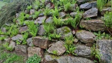 Ormandaki moloz yamaçlar arasında küçük çağlayanlarla, şelalelerle, eğreltiotlarıyla, kaya yığınlarıyla dolu bir dere bulunan yosunlarla kaplanmış.