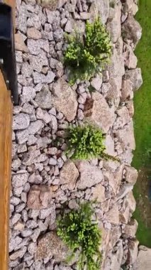 Dağlarda bir bahçe hazırlıyorum. Kazı çalışmaları ve peyzaj işleri granit kayalar arasında ladin ağaçları dikmek