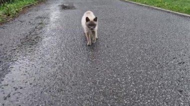 Tonkinli vizon kediler, karakteristik akamarin gözlerini gösteriyorlar. Tonkinese, Siyam ve Birmanya ırklarının kesişiminden gelen evcil bir kedi cinsidir.