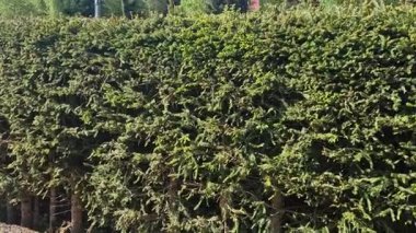 Spruce hedge is popular in mountain areas green pruned and shaped