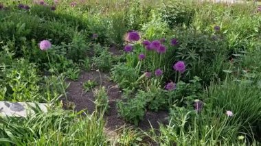 Bahar aylarında mor ve kırmızı çiçeklerle dolu renkli çayır çiçekleri yemyeşil bir çayırı anımsatıyor.