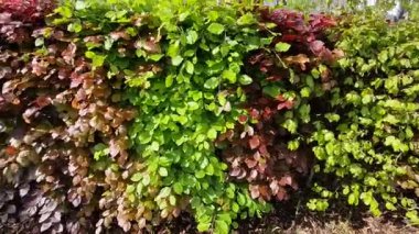 Yeşil yapraklı bir çit ve kırmızı bir sıra halinde birbirine yakın. Çizgili efekt. Parktaki çitler tatlıya ya ya da ekmekli sandviçe benziyor.