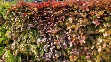 Yeşil yapraklı bir çit ve kırmızı bir sıra halinde birbirine yakın. Çizgili efekt. Parktaki çitler tatlıya ya ya da ekmekli sandviçe benziyor.