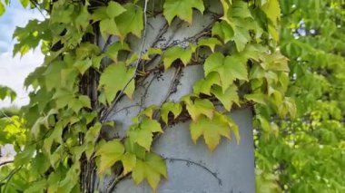 Yaprakların ucundaki klipslerle sarmaşıklar düzgün beton duvarlarda büyür. Hedefler her yüzeye yapışır. Çitin gri duvarı, sarmaşığın rastgele dallarıyla süslenmiş.