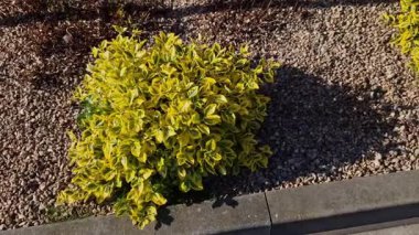 Çin 'e özgü yeşil bir çalı, kompakt bir zemin kapağı oluşturur ve bir çardağın ya da çitin üzerinden tırmanır. parlak sarı renk, kahverengi tahta çit