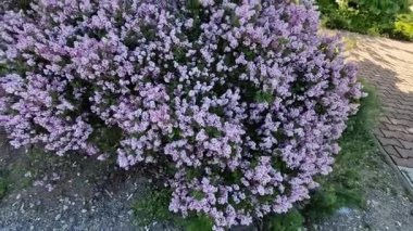 Meyer leylağı cüce türü olarak sınıflandırılır ve cüce Palibin leylağı olarak sınıflandırılır. Narin, boru şeklinde ve lavanta pembesi renginde çok küçük çiçekleri var. Büyüyebilirsin. 