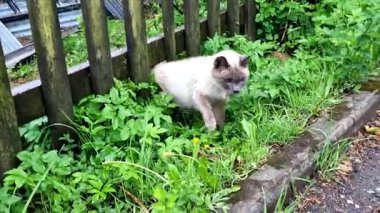 Tonkinli vizon kediler, karakteristik akamarin gözlerini gösteriyorlar. Tonkinese, Siyam ve Birmanya ırklarının kesişiminden gelen evcil bir kedi cinsidir.
