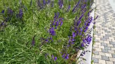 Çayır ve bozkır adaçayı kuru yerlerde yetişir. Çiçeği mor ile mavi arasındadır.