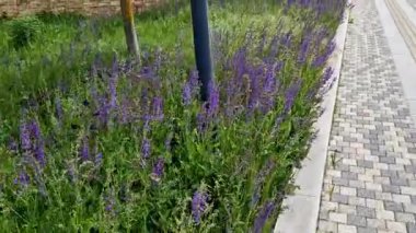 Çayır ve bozkır adaçayı kuru yerlerde yetişir. Çiçeği mor ile mavi arasındadır.