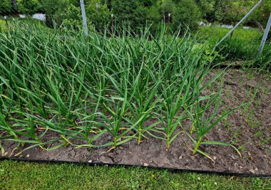 Sarımsak tam güneş altında gelişir, bu yüzden günde 6 ila 8 saat güneş ışığı alan bir ekin alanı seçin. Toprağı gübre veya eskimiş gübreyle besleyin..