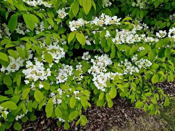 Bahçenin yeni yeşil köşesinde çalılar ve çimenler var. Malç kabuğuyla kaplı bir yatak. Viburnum çiçekleri ortancaya benzer..