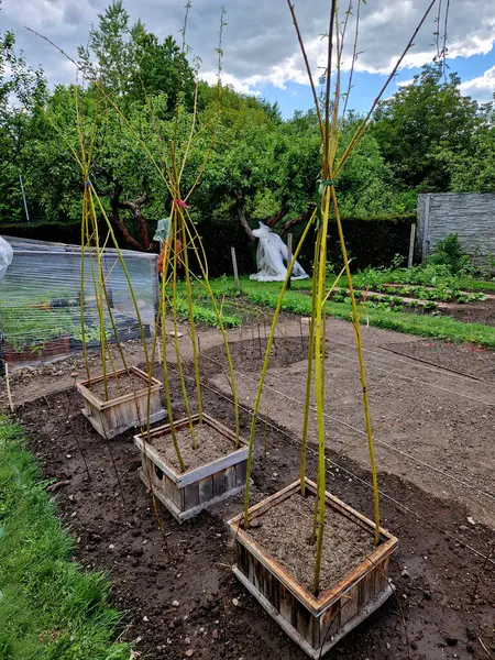Hasırdan yapılmış bir söğüt tüneli sürünen bitkiler için bir destektir. Salatalık ve kavun gibi sebzeler, kalıba yenik düşmeyecekleri bir kafese asılabilirler.
