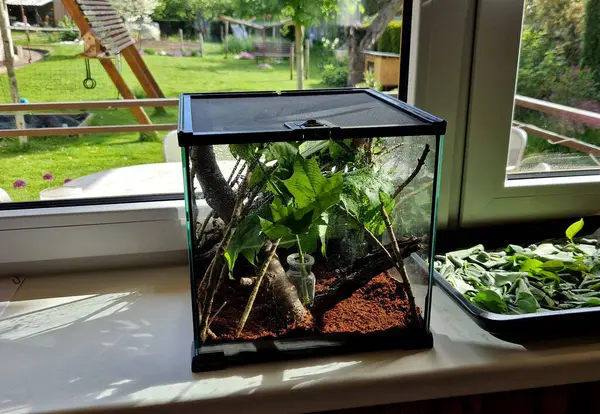 Büyük yeşil çekirgeler için teraryum ve yapraklar üzerinde otlayan peygamber devesi. Tepesinde böceklerin ve yılanların kaçmasını engelleyen bir ağ var..