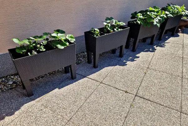 Gri plastikten yapılmış kendi kendine sulandırıcı kaplar. Duvar boyunca çömlek içinde çilek yetiştiricisi.