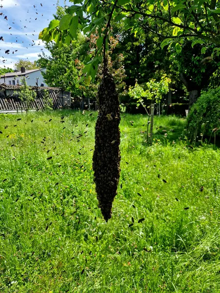 Kolonide yeni bir kraliçe yapıldığında meydana gelir. Yeni kraliçenin annesi, yeni bir yuva bulmak için yanında işçi arılardan oluşan büyük bir grup götürüyor..