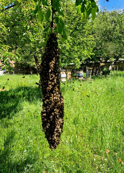Kolonide yeni bir kraliçe yapıldığında meydana gelir. Yeni kraliçenin annesi, yeni bir yuva bulmak için yanında işçi arılardan oluşan büyük bir grup götürüyor..