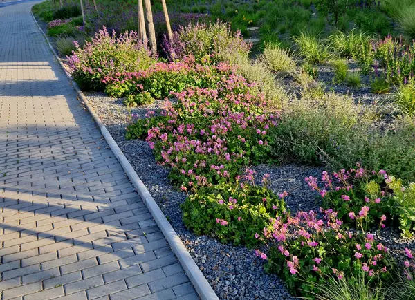 Bahçelerde, parklarda ve diğer bahçıvanlık projelerinde çok çeşitli kullanım alanları olan son derece plastik bitkiler. Bu uzun ömürlü canlıların bir kısmı kaldırım boyunca çiçek açar..