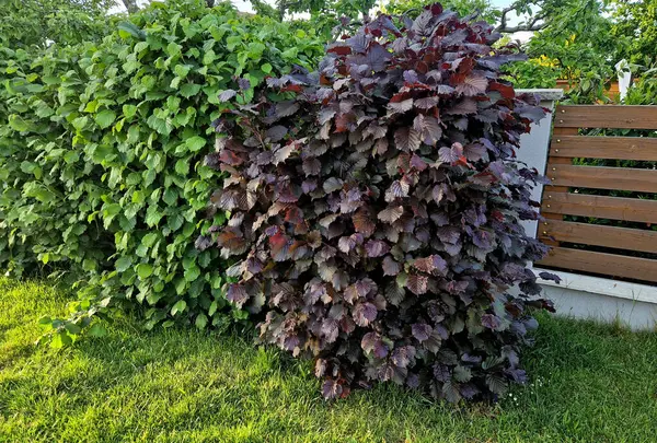 Yapraklar koyu kırmızı renktedir ve büyüme mevsimi boyunca bu rengi korurlar. Yaprak döker ve yeşil ve kırmızı karışımından oluşur..