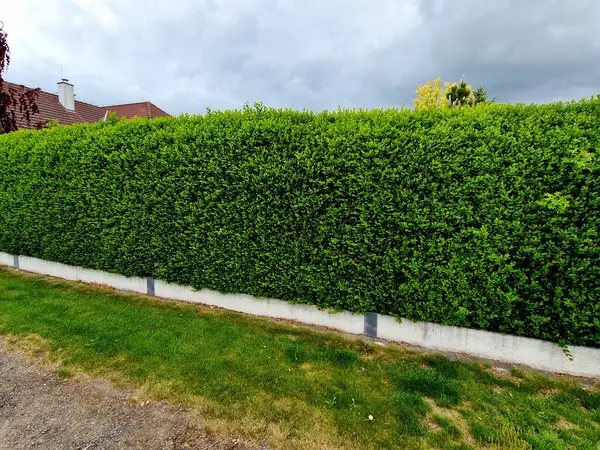 Privet çiti parlak, koyu yeşil yapraklar. Privet çit bitkilerini geliştiren yoğun ve düzenli bir form yaratmak için güzel kırpılan yarı-yeşil bir çit, çarpıcı oval yapraklar popüler bir seçimdir.