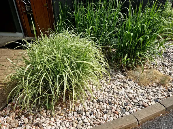 Narin yapraklardan oluşan taze, koyu yeşil rengi aynı zamanda zarif ve lüks görünüyor. Çok yoğun büyüyor. Hafifçe sarkık yaprak uçları bitkiye gerçekten zarif bir görünüm verir.