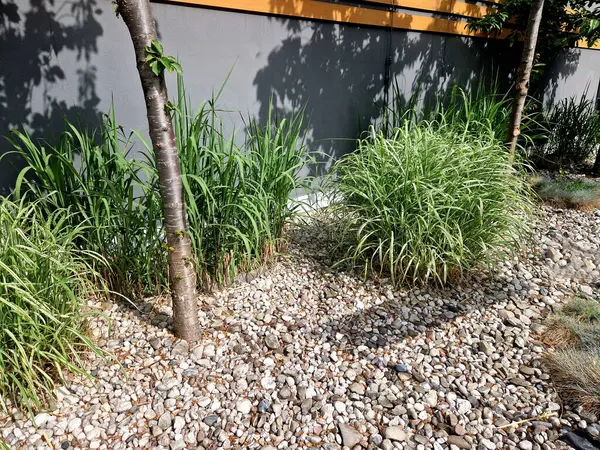 Narin yapraklardan oluşan taze, koyu yeşil rengi aynı zamanda zarif ve lüks görünüyor. Çok yoğun büyüyor. Hafifçe sarkık yaprak uçları bitkiye gerçekten zarif bir görünüm verir.