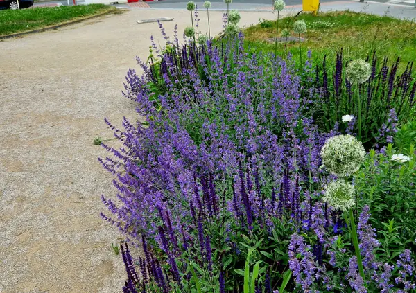 Yollar ve şeritler arasında bölünmüş bir adası olan yayalar ve bisikletçiler için gezinti alanı, asfalta boya püskürtülmüş yol işaretleri. Tekerlek, ok ve üçgen. Lüks kaplıca, harman, ahşap bank