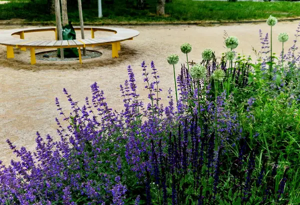 Yollar ve şeritler arasında bölünmüş bir adası olan yayalar ve bisikletçiler için gezinti alanı, asfalta boya püskürtülmüş yol işaretleri. Tekerlek, ok ve üçgen. Lüks kaplıca, harman, ahşap bank