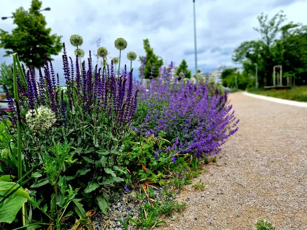 Yollar ve şeritler arasında bölünmüş bir adası olan yayalar ve bisikletçiler için gezinti alanı, asfalta boya püskürtülmüş yol işaretleri. Tekerlek, ok ve üçgen. Lüks kaplıca, harman, ahşap bank