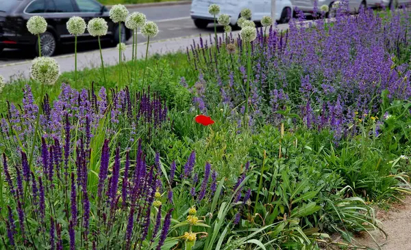 Yollar ve şeritler arasında bölünmüş bir adası olan yayalar ve bisikletçiler için gezinti alanı, asfalta boya püskürtülmüş yol işaretleri. Tekerlek, ok ve üçgen. Lüks kaplıca, harman, ahşap bank