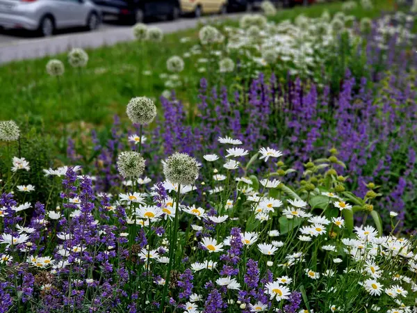 Yollar ve şeritler arasında bölünmüş bir adası olan yayalar ve bisikletçiler için gezinti alanı, asfalta boya püskürtülmüş yol işaretleri. Tekerlek, ok ve üçgen. Lüks kaplıca, harman, ahşap bank