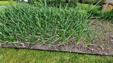 Sarımsak tam güneş altında gelişir, bu yüzden günde 6 ila 8 saat güneş ışığı alan bir ekin alanı seçin. Toprağı gübre veya eskimiş gübreyle besleyin..