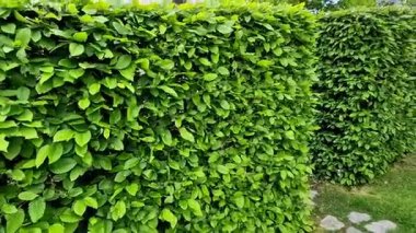 Bahar mevsiminde yeşil çalılar hafif gövdelere ve geniş dallara izin verilirse bahçenin çevreden doğal olarak ayrılması kuraklığa dayanabilir. 