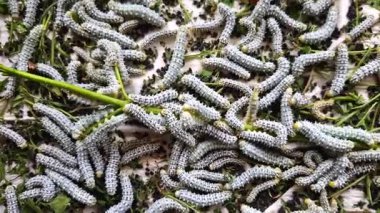 İpek böceği, ipek böceği kadar evcil olmayan ama ipek kumaş üretmek için kullanılan bir güvedir.