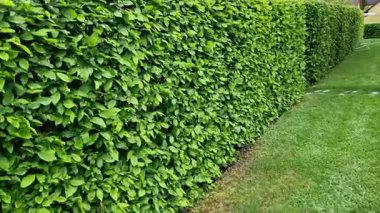 Bahar mevsiminde yeşil çalılar hafif gövdelere ve geniş dallara izin verilirse bahçenin çevreden doğal olarak ayrılması kuraklığa dayanabilir. 