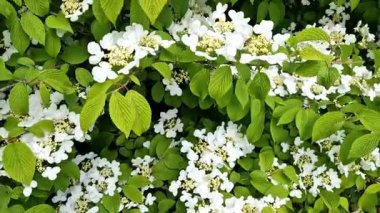 Bahçenin yeni yeşil bir köşesinde çalılar ve çimenler var. Malç kabuğuyla kaplı bir yatak. Viburnum çiçekleri ortancaya benzer..