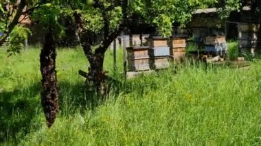 Kolonide yeni bir kraliçe yapıldığında meydana gelir. Yeni kraliçenin annesi yeni bir yuva bulmak için koloniden büyük bir işçi arı grubu alarak ayrılıyor. anne, kraliçe