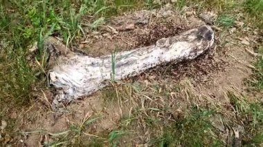 Karınca yuvalarını çoğunlukla ölü ağaçlarda, kütüklerde ve ayrıca yaşayan ağaçlarda yaparlar. Ahşap çürüyen karıncalar, ladin gövdelerinin ya da kütüklerin alt kısımları, sözde kahverengi ağaçların zayıflattığı ve saldırdığı ağaçları arar. 
