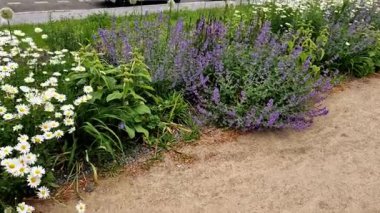 Yollar ve şeritler arasında bölünmüş bir adası olan yayalar ve bisikletçiler için gezinti alanı, asfalta boya püskürtülmüş yol işaretleri. Tekerlek, ok ve üçgen. Lüks kaplıca, harman, ahşap bank