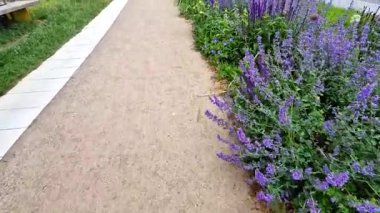 Yollar ve şeritler arasında bölünmüş bir adası olan yayalar ve bisikletçiler için gezinti alanı, asfalta boya püskürtülmüş yol işaretleri. Tekerlek, ok ve üçgen. Lüks kaplıca, harman, ahşap bank