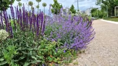Yollar ve şeritler arasında bölünmüş bir adası olan yayalar ve bisikletçiler için gezinti alanı, asfalta boya püskürtülmüş yol işaretleri. Tekerlek, ok ve üçgen. Lüks kaplıca, harman, ahşap bank