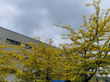 Kuzey Amerika 'ya özgü bir yaprak döken ağaçtır. 20-30 metreye kadar büyür ve seyrek, ovoid bir tacı olan bir ağaç oluşturur. Bagajda dikkat çekici, 10 cm uzunluğunda, parlak dikenler var..