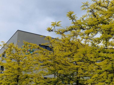 Kuzey Amerika 'ya özgü bir yaprak döken ağaçtır. 20-30 metreye kadar büyür ve seyrek, ovoid bir tacı olan bir ağaç oluşturur. Bagajda dikkat çekici, 10 cm uzunluğunda, parlak dikenler var..