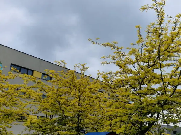 Kuzey Amerika 'ya özgü bir yaprak döken ağaçtır. 20-30 metreye kadar büyür ve seyrek, ovoid bir tacı olan bir ağaç oluşturur. Bagajda dikkat çekici, 10 cm uzunluğunda, parlak dikenler var..