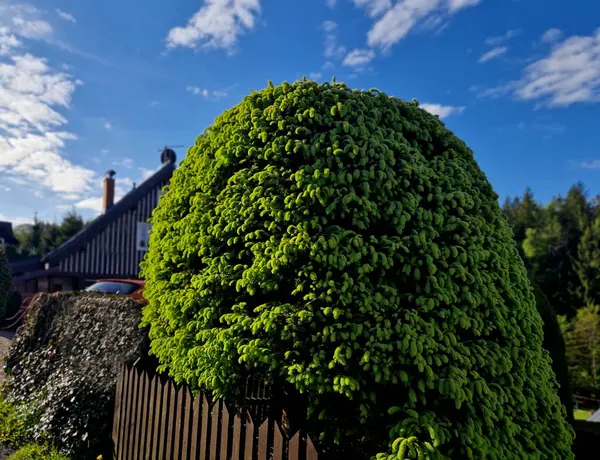 Çit biraz daha bakımlı görünüyor ve hayatımı riske atıp merdivene tırmanmak zorunda kalmayacağım. Çit çok güzel. Gizlilik ve kuşlar ve sincaplar için bir ev sunuyor..