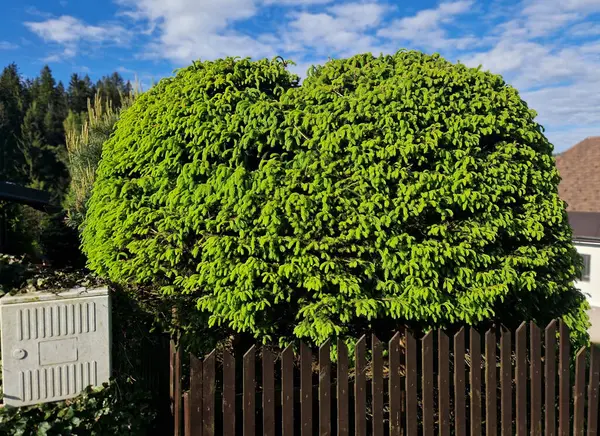 Çit biraz daha bakımlı görünüyor ve hayatımı riske atıp merdivene tırmanmak zorunda kalmayacağım. Çit çok güzel. Gizlilik ve kuşlar ve sincaplar için bir ev sunuyor..