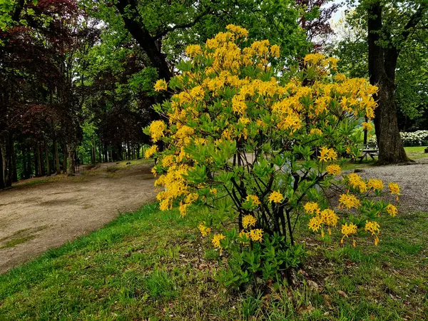 Sarı açelya ya da hanımeli açelya, fundalık familyasından bir bitki türüdür.
