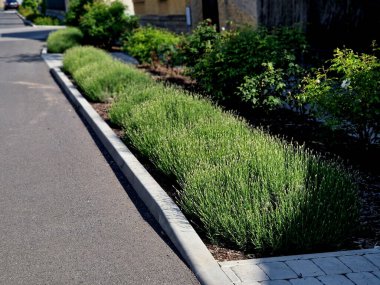 Kaldırımda beton bir su oluğuyla birlikte sarı çiçeklerin çiçek tarhında yetişir. Gübre, dalların organik kalıntılarından elde edilen bir odun parçasıdır. Büyük demetler halinde gri lavanta