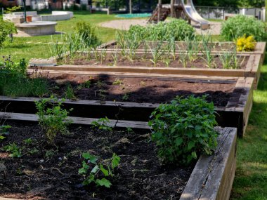 Manastır bahçesindeki şatoda ahşap çerçeveli ot yatakları. Otlarla dolu dikdörtgen çiçek tarhı ve parlak renkli park yolları. Kesilmiş boxwood çitlerini korudum. Eğitim, okul, bahçıvanlık.
