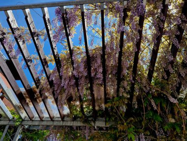 Ahşap pergola ve pleksiglas çatılı teras. Sarmaşıklar geriliyor, kirişlerin altında sürünüyorlar. Bahçe ya da park. Karla kaplı sadece belli bir yük pleksiglass, sarmaşık, üzüm bağı var.